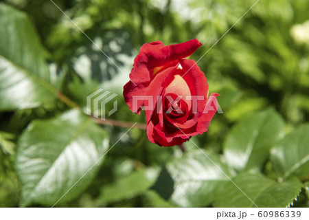 春に咲く赤いバラの花の蕾 60986339