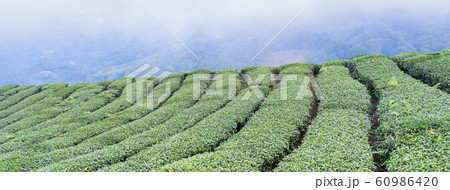 ティー 紅茶 茶 60986420