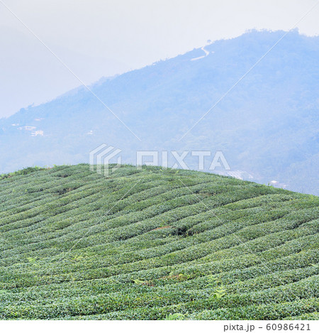 ティー 紅茶 茶 60986421