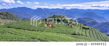 ティー 紅茶 茶 60986432