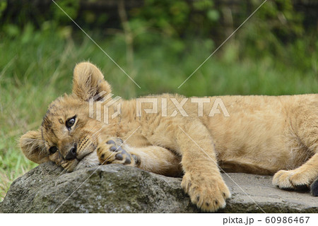 岩の上で寝そべるライオンの赤ちゃん 60986467