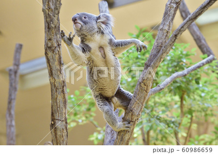 【超貴重!!】コアラがジャンプする貴重な写真。隣の木に飛び移るコアラ。 60986659