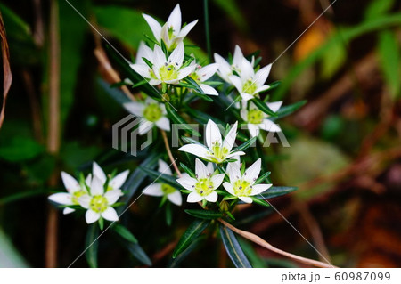 センブリの花 60987099