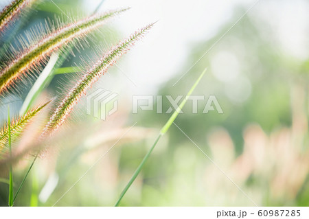 Grass field nature on blurred greenery background. Grass field nature on blurred greenery background. 60987285