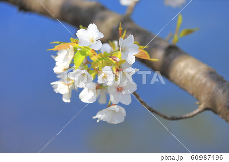 桜 クローズアップ 桜 クローズアップ 60987496