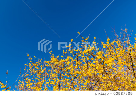 蝋梅 蝋梅 60987509