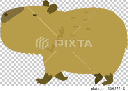 Capybara 60987648