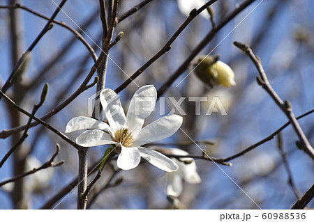 コブシ（辛夷） 60988536
