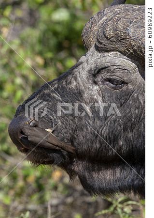 Red-billed oxpecker on a Buffalo - Botswana - Africa Red-billed oxpecker on a Buffalo - Botswana - Africa 60989223