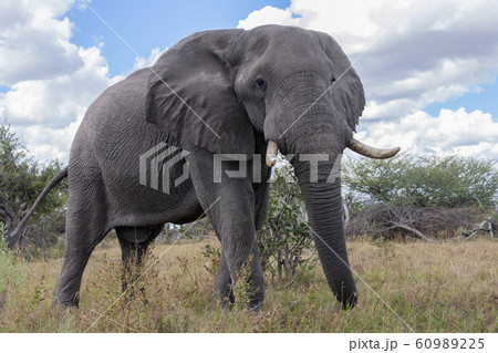 African Elephant - Botswana - Africa 60989225