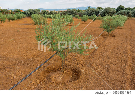 Young olive trees. Watering system. Olive tree orchard with many trees. Olive farm. Olive trees in 60989464