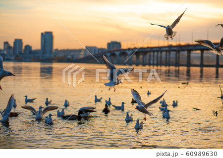 A flock of seagulls on the banks of the city 60989630