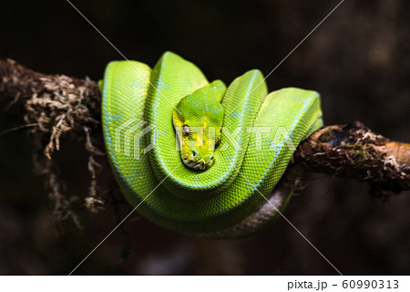 reptile green blue on branch aquarium pet zoo home snake posion small head tongue eyes look walk exotic species 60990313