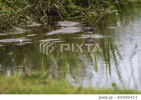 Green sandpiper (Tringa ochropus) 60990451