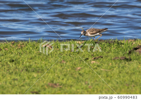 Wood sandpiper (Tringa glareola) 60990483