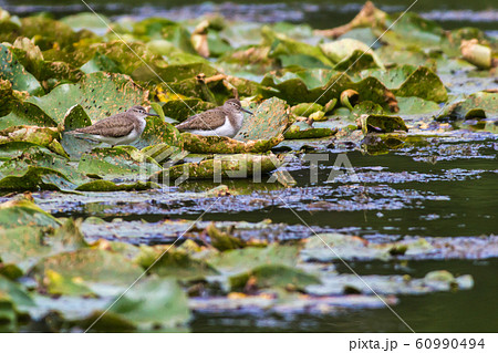 Sandpiper (Actitis hypholeucos) Sandpiper (Actitis hypholeucos) 60990494