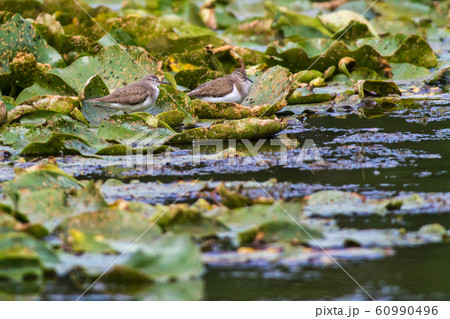 Sandpiper (Actitis hypholeucos) 60990496