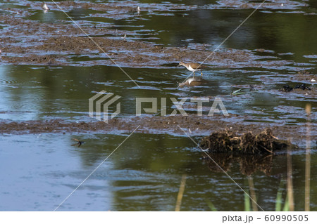 Sandpiper (Actitis hypholeucos) Sandpiper (Actitis hypholeucos) 60990505