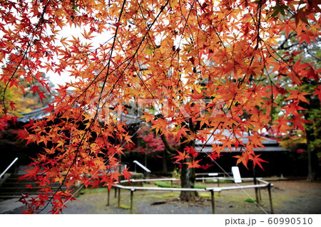 平林寺の紅葉 埼玉県 平林寺の紅葉 埼玉県 60990510