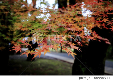 平林寺の紅葉　埼玉県 60990511