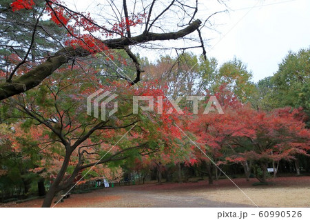 平林寺の紅葉 埼玉県 平林寺の紅葉 埼玉県 60990526