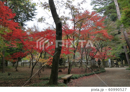 平林寺の紅葉　埼玉県 60990527
