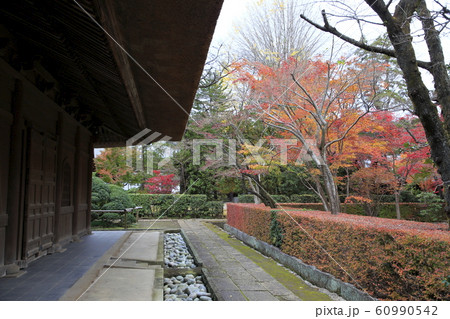平林寺の紅葉 埼玉県 平林寺の紅葉 埼玉県 60990542