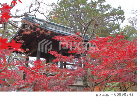 平林寺の紅葉　埼玉県 60990543