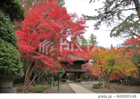 平林寺の紅葉 埼玉県 平林寺の紅葉 埼玉県 60990548