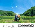 京都府福知山市大江町毛原の棚田稲刈り風景 60990562