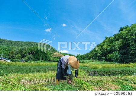 京都府福知山市大江町毛原の棚田稲刈り風景 60990562