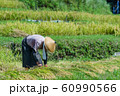 京都府福知山市大江町毛原の棚田稲刈り風景 60990566