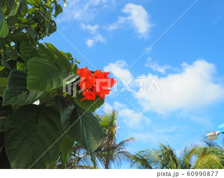 <メキシコ>イスラムヘーレス <メキシコ>イスラムヘーレス 60990877