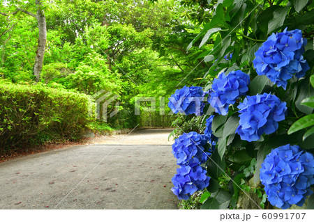 あじさいと小路 60991707
