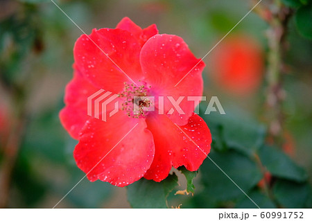 薔薇　サラバンド　サラバンドゥ 60991752