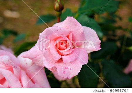 薔薇　プリンセスアイコ 60991764