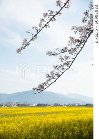 奈良県 藤原宮跡の桜と菜の花 奈良県 藤原宮跡の桜と菜の花 60992983