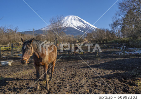 富士山 馬 牧場 富士山 馬 牧場 60993303