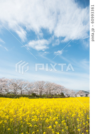 奈良県 藤原宮跡の桜と菜の花 60993361