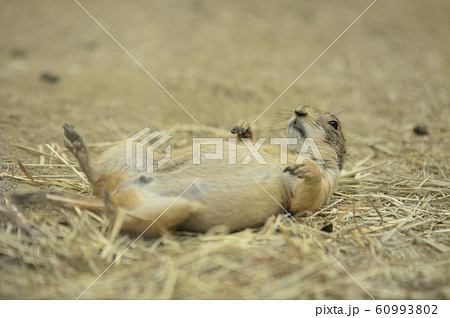 仰向けに寝ころぶプレーリードック 60993802