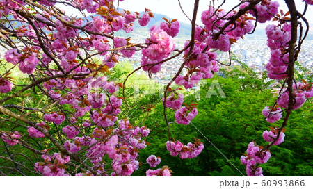 Blooming cherry, pink flowers Japanese Sakura 60993866