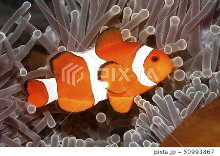 Clown Anemonefish, Amphiprion ocellaris Clown Anemonefish, Amphiprion ocellaris 60993867