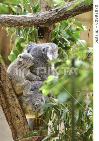コアラの母子 〜赤ちゃんコアラをおんぶする母コアラ〜 コアラの母子 〜赤ちゃんコアラをおんぶする母コアラ〜 60993870