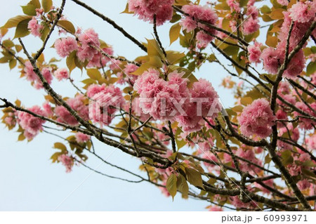 八重桜 ⁺+*Double=cherry=blossom*+⁺ 八重桜 ⁺+*Double=cherry=blossom*+⁺ 60993971
