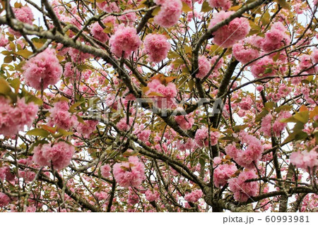 八重桜　⁺＋＊Double=cherry=blossom＊＋⁺ 60993981