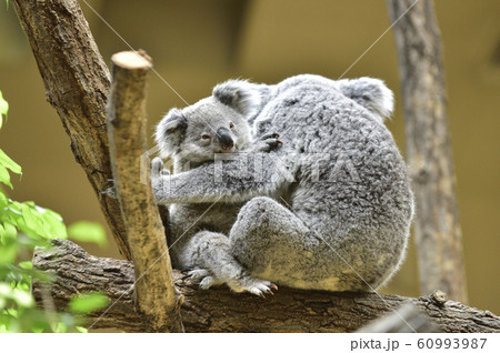 コアラの母子 赤ちゃんコアラを抱きしめる母コアラ の写真素材