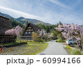 白川郷　明善寺と桜　散歩道　晴天　ワイド　早朝 60994166