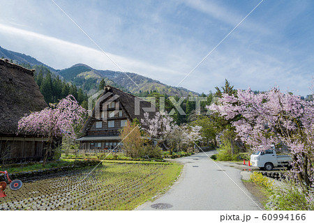 白川郷　明善寺と桜　散歩道　晴天　ワイド　早朝 60994166