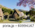 白川郷　明善寺と桜　散歩道　晴天　拡大　午後 60994167