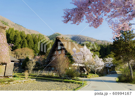 白川郷　明善寺と桜　散歩道　晴天　拡大　午後 60994167